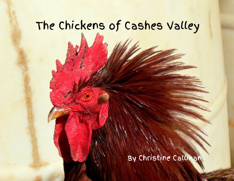 The Chickens of Cashes Valley