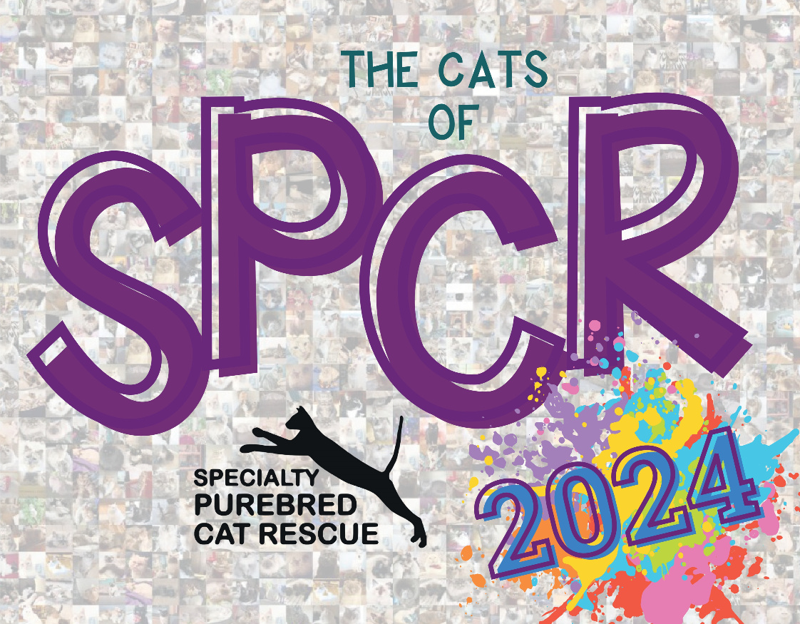 Specialty purebred sales cat rescue
