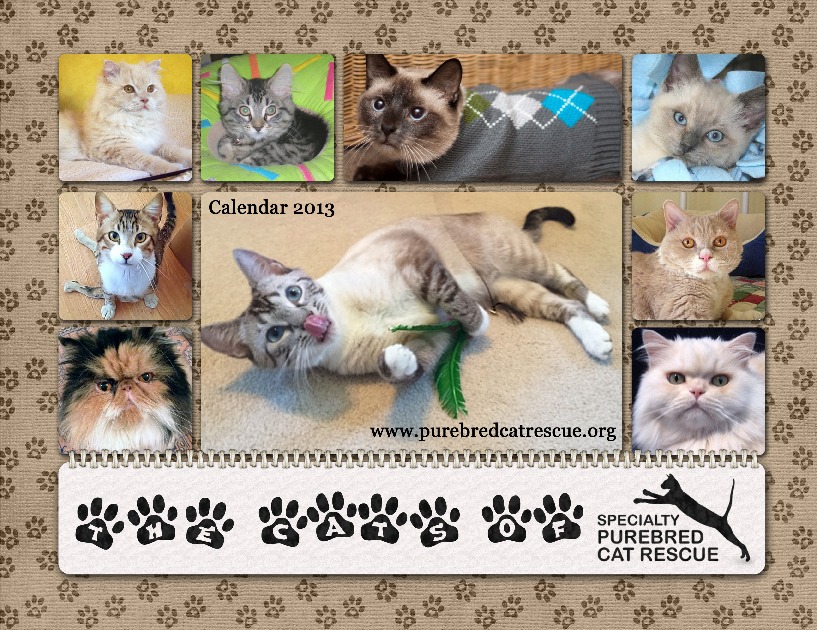 Available Cats – Specialty Purebred Cat Rescue