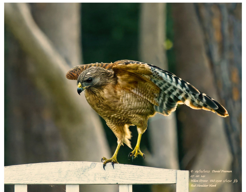 Backyard Birds of NW Florida 2024 Calendar Calendar