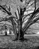 Waltham, Ma. - 2005 by Vincent Magee