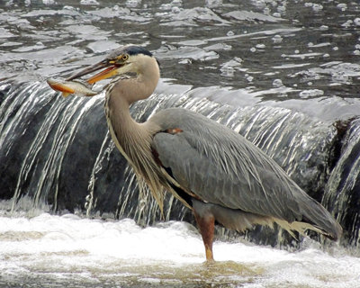 Blue Heron with Fish