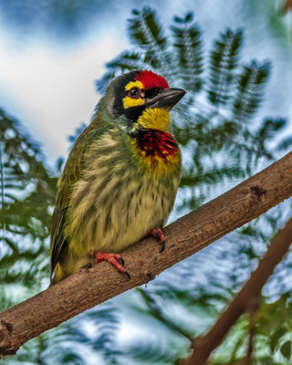 Beautiful Small Bird Coppersmith Barbet Perched on a Tree Branch
