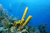 Diver & Tube Sponge