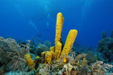 Divers & Orange Tube Sponge