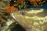 Nassau Grouper Profile