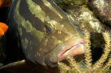 Nassua Grouper Facing