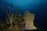 Sea Fan at Dusk