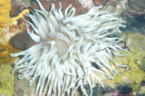 Anenome at 80'