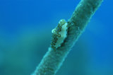 Flamingo Tongue on Blue