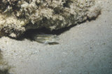 Bridled goby