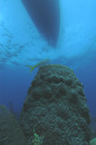 Sponge & Dive Boat