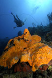 Diver, Rope Coral & Elephant Ear Sponge