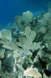 Venus Sea Fan Reefscape