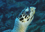 A Young  Hawksbill Turtle Approaches.