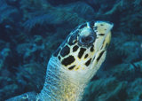 A Young Hawksbill Turtle Approaches.