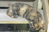 Kat, the Resident Feline, at Her Station by the Dining Hall