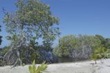 Vista Through the Mangroves into the Lagoon