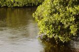 Close-Up of the Mangroves Surrounding the Lagoon