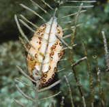 Bottom View of a Flamingo Tongue on Sea Plume