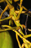 Coconut  Palm Detail