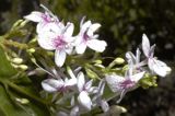 Flowering Shrubs  and