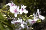 Flowering Shrubs and