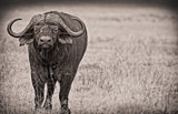 Cape Buffalo