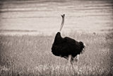 Ostrich Strutting