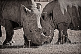 Rhino Pair