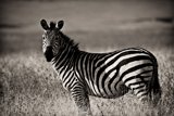 Zebra Gaze