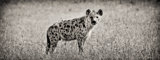 Hyena