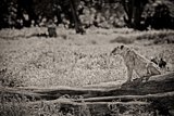 Lioness on a Log