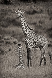 Giraffe Mom