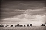 Elephant Horizon