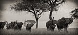 Elephants Walking