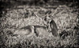Thompson Gazelle Newborn