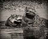 Hippo Fight