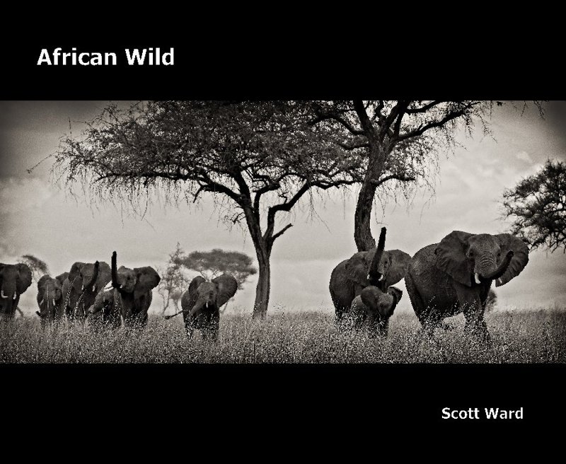 African Wild