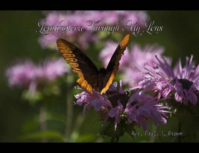 Lepidoptera Through My Lens