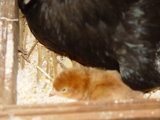 Voila! On day 21, new chickens will emerge.