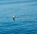 In  Flight