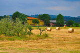 Tuscan Life II