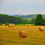 Tuscan Life III