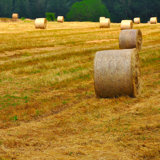 Tuscan Life IV