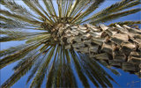 Palm-Tree-in-California-Sun