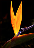 Bird-of-Paradise