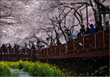 Cherry Blossom Blizzard