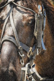 Horse in Oils