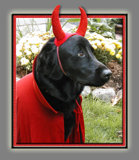 Henry---The-Devil-Dog
